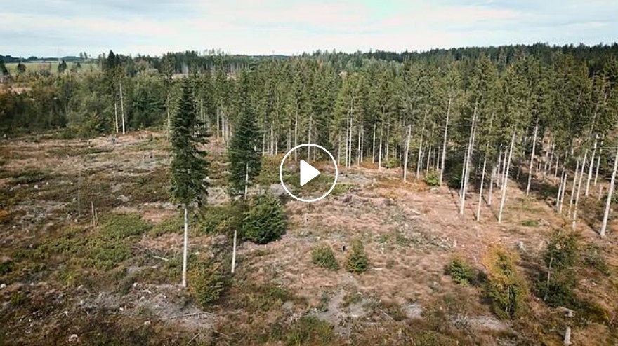 zeitungswald-video-play zeitungswald-video-play